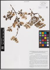 Salix bebbiana Sarg.